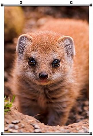 Amazon Co Jp アフリカマングース 動物の写真ポスター掛け軸 50cmx75cm ホーム キッチン