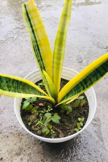 Sansevieria snake plant/yellow colour snake/for bedroom/Pack Of ok 1 :  Amazon.in: Garden & Outdoors