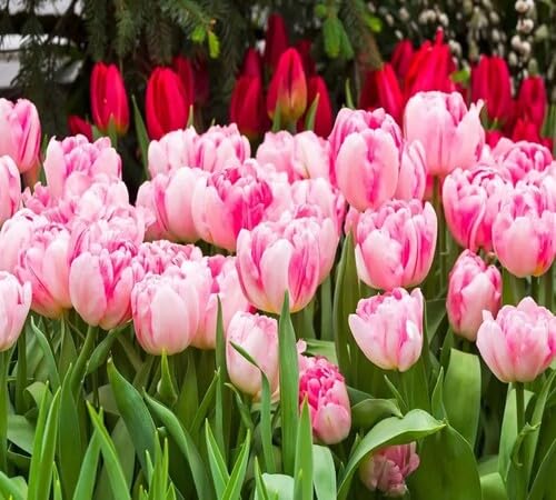 100pieces Pink White Tulip Flower Seeds