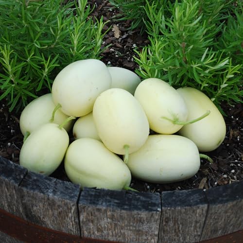 PREMIER SEEDS DIRECT - Cucumber - Dragon Egg - 25 Seeds