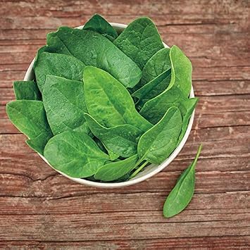Park Seed Spinach Vegatable Plant Seeds, Easy to Grow, Variety of Colors, Spring Garden, Baby Green Leaf Riverside, Pack of 200