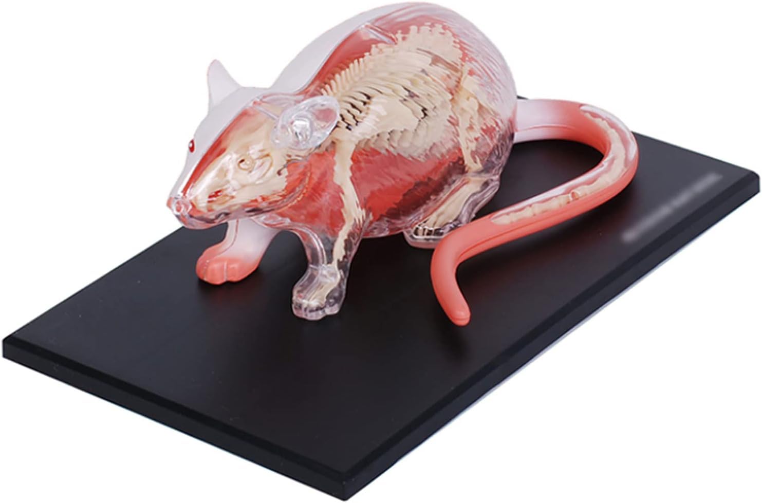 Modelo de enseñanza, Modelo de anatomía Animal, Modelo anatómico de ratón 4D 29 órganos y Partes del Cuerpo Desmontables Grandes Regalos para educación Medicina Veterinarios Exquis