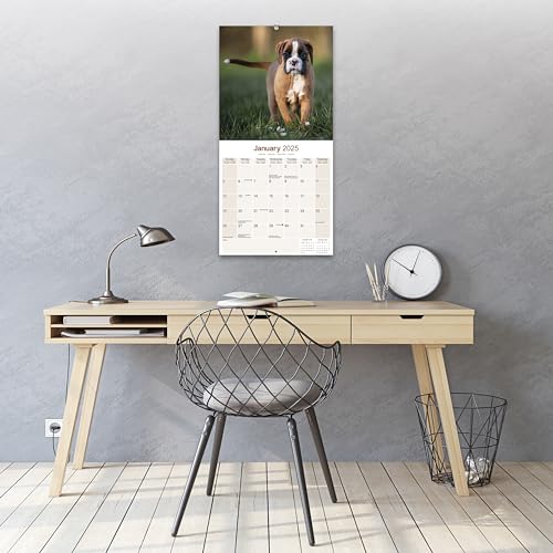 Boxer 2025 - 16-Monatskalender: Original Avonside-Kalender [Mehrsprachig] [Kalender] (Wall-Kalender)