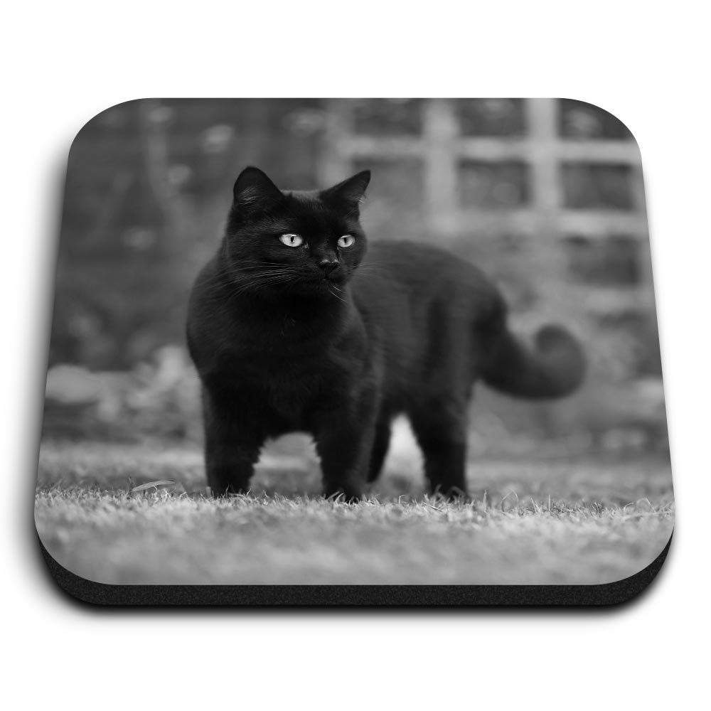 Destination Vinyl Ltd Multicolor 1 X Square Mdf Fridge Magnet - Hunting Black Cat Kitten Pet 38550