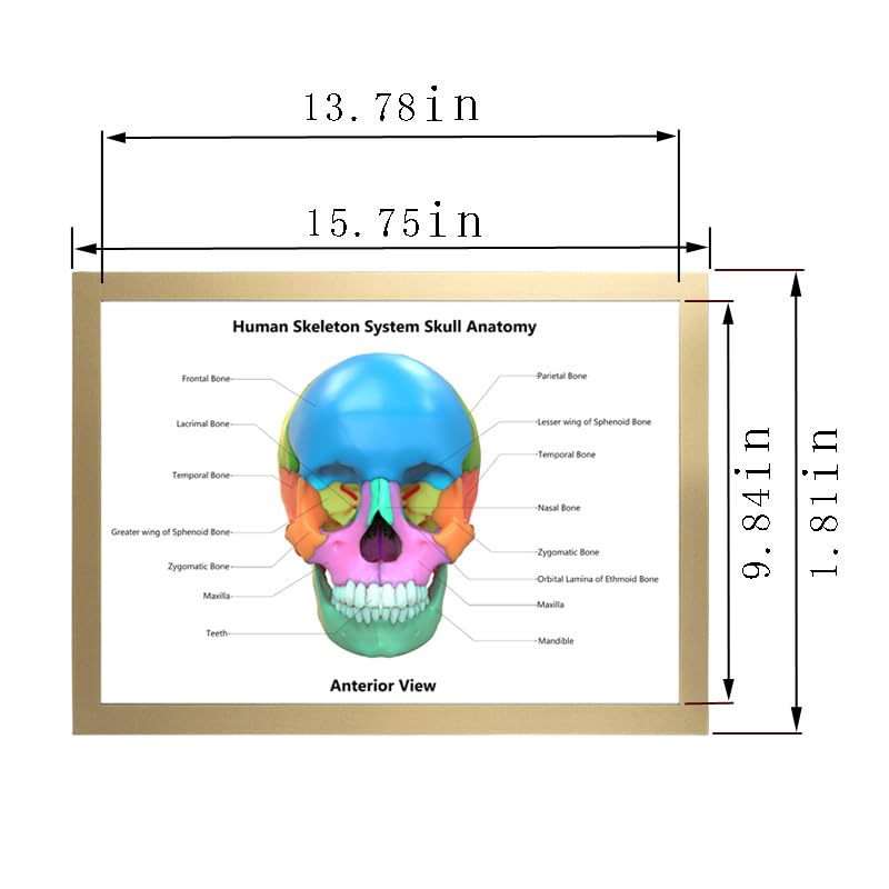 Image of Taanfu Body Educational Learning Posters - Skeleton System, Skull Art, Digestive System, Small Intestine, Villi Anatomy Wall Art