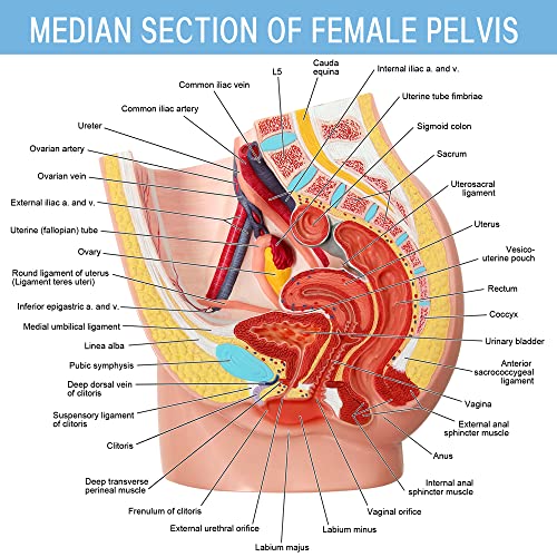 Image of HADWYN Female Pelvis Reproductive Anatomy Model,Life Size Female Pelvic Skeleton Model, Anatomy Medical Model for Science Education with Detailed Product Manual