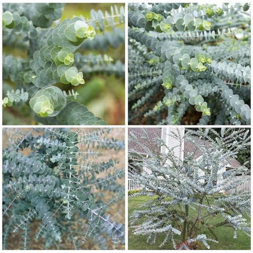 45+ Eucalyptus Seeds for Planting -Silver Dollar- Popular for Cut and Flowers and Decor-Open Pollinated