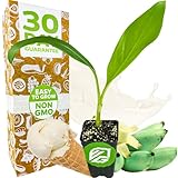 Ice Cream Banana Tree Live Plant - Musa acuminata - Wellspring Gardens Starter Plant - Easy to Grow Plants for Nature Lovers & Gardeners- Outdoor Planting in Outdoor & Patio