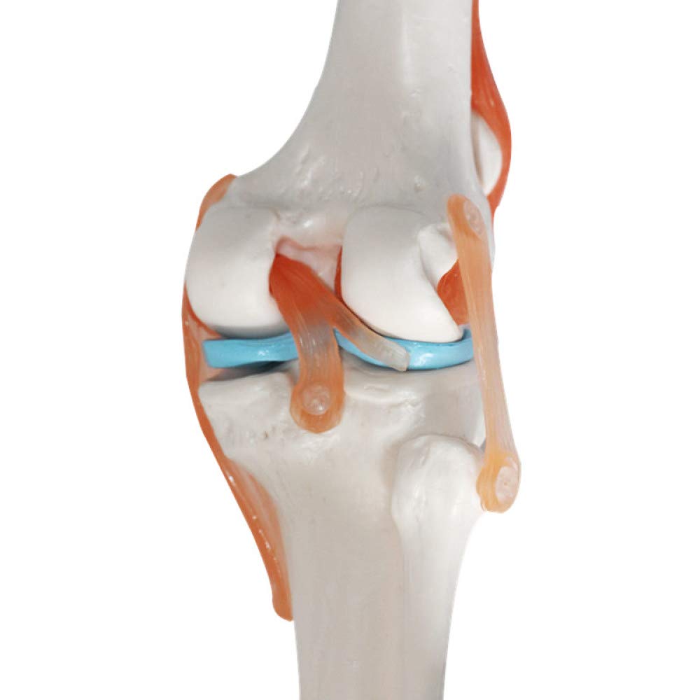 YUANZHOU Modelo Funcional De La Articulación De La Rodilla La Anatomía De La Articulación Humana Es Adecuada para La Enseñanza Médica