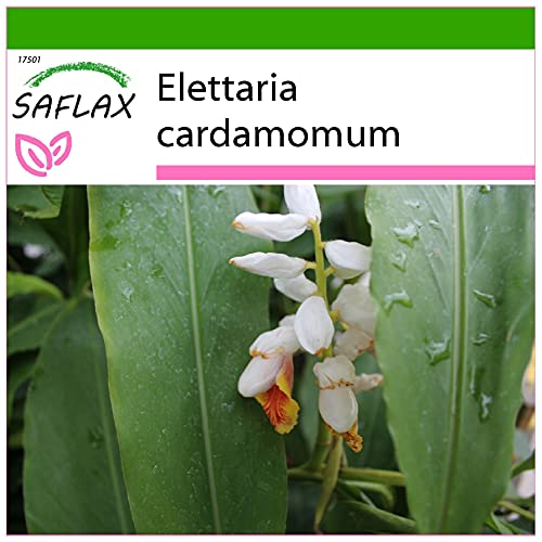 SAFLAX - Cardamomo - 20 semillas - Con sustrato estéril para cultivo - Elettaria cardamomum