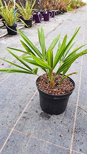 Trachycarpus fortunei/Palmier de Chine/Conteneur de 3 à 4 litres