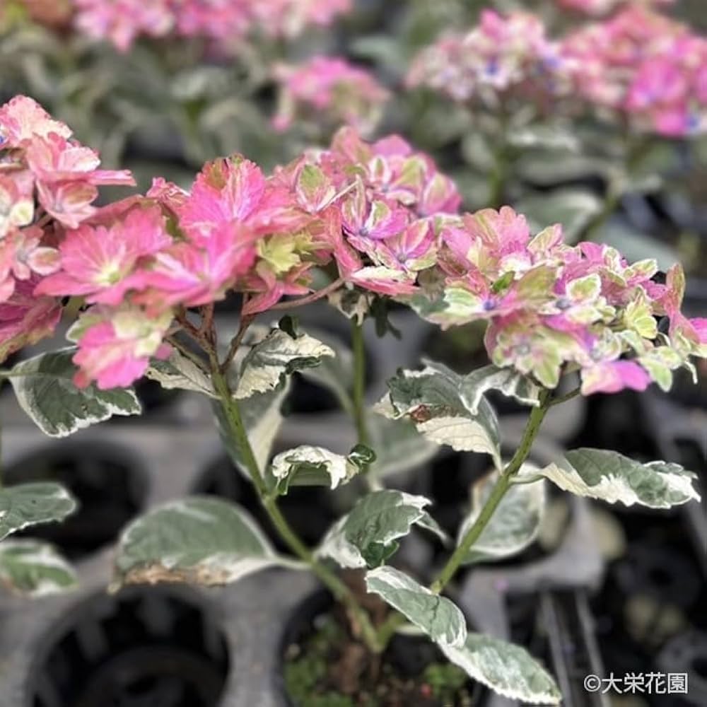 かぺ様 リクエスト 2点 まとめ商品　紫陽花　アジサイ　サプライズ　スパイス 楽天市場】【開花株】斑入り葉アジサイ（紫陽花、あじさい