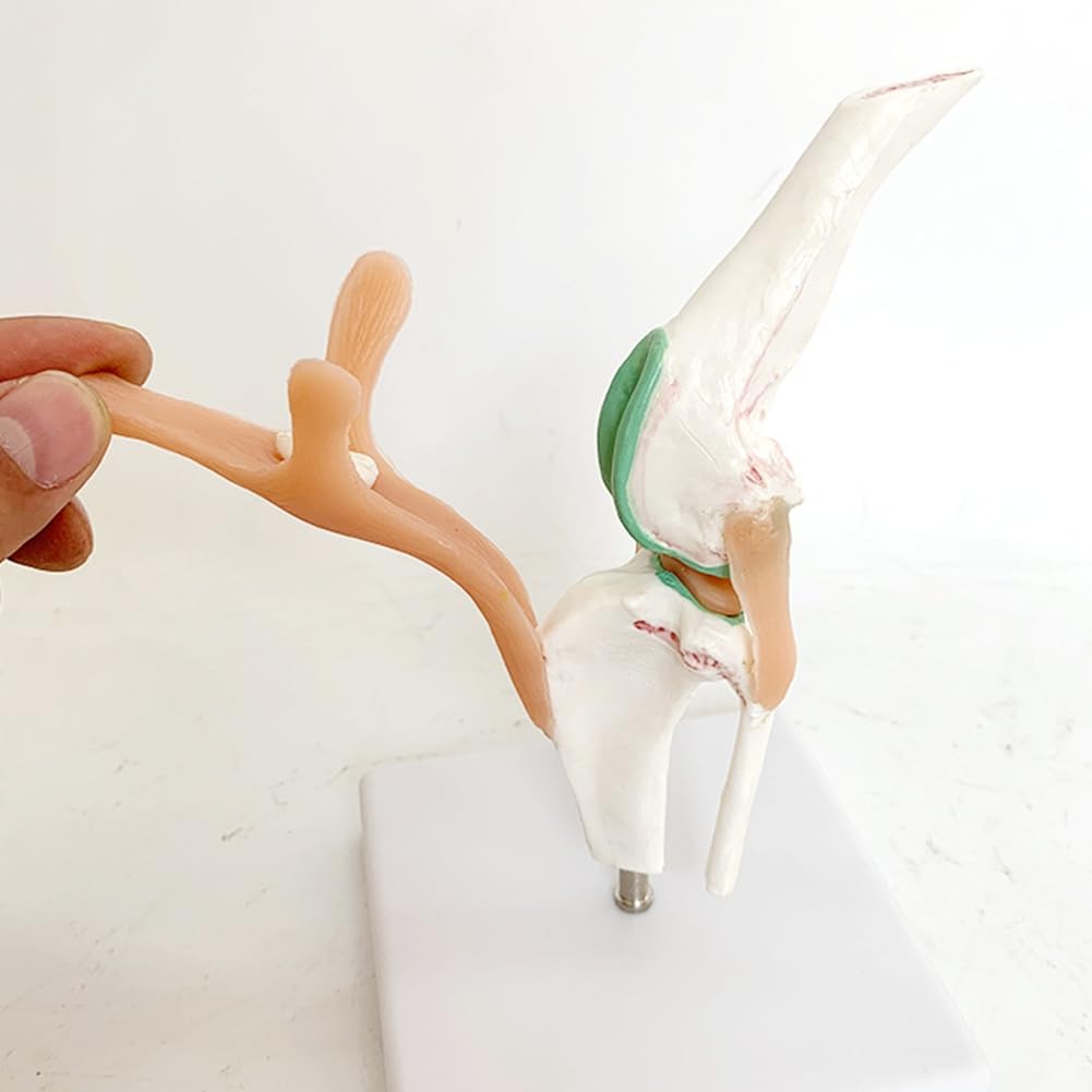 Modell zum Lernen der Gelenke und des Skeletts des Hundes mit Knie- und Bandfunktionen für die Erziehung von Haustieren