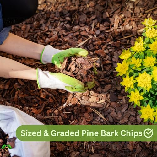 Image of Pine Bark Chips (900 G), 1-3inches Size, Ideal for Arial Orchid, Fully Dry, 100% Organic and Natural, for Mature Orchids, Graded to Size, Pine Tree Bark Chip (900 gram)