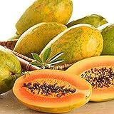  20 piezas de semillas de papaya enana semillas de papaya de frutas tropicales dulces fáciles de plantar