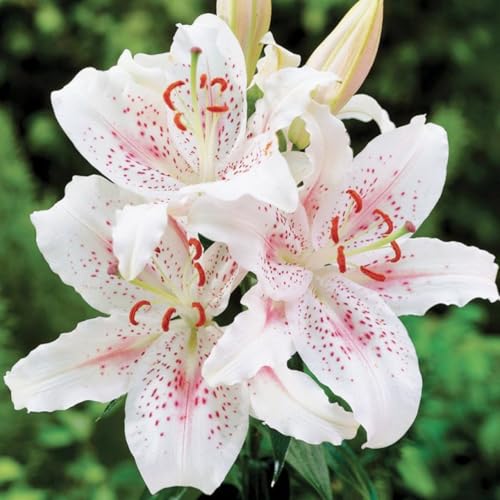 giganti Giglio bulbi,Piante perenni,Giglio pianta vera,resistenti al freddo,Tagliare,Facile da curare(non artificiali)-10 Bulbi-J