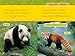 Red Pandas (National Geographic Kids Readers, Level 1)