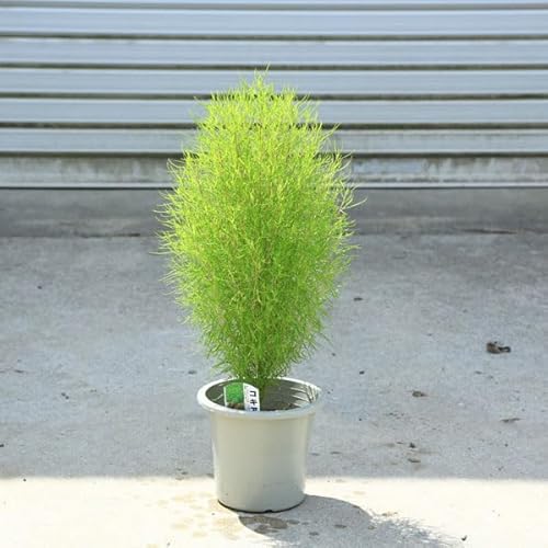庭木・草本類：コキア*（こきあ）５号 ほうき草 箒草 ホウキソウ ホウキ木 ポットのサムネイル