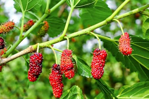 Image of Thai mulberry live plant /All Time Mulberry /Shahtoot Fruit (Cutting /Grafted) Live Plant pack of 1 ap299