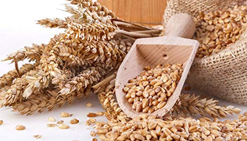 PLAT FIRM Germination Seeds: 180: Organic EMMER Farro 60-300 Seed Ships from USA Gardening Sprouting Microgreens