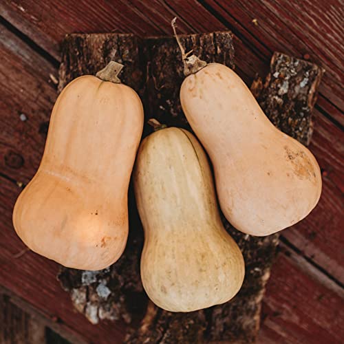 Waltham Butternut Squash - 25 Seeds - Heirloom & Open-Pollinated