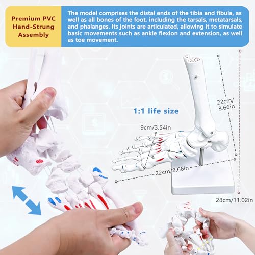 Image of Life Size Human Foot and Ankle Model with Muscle Insertion Markings, Fully Articulated, Anatomical Foot Bone Model for Podiatry, Orthopedic Study, Education