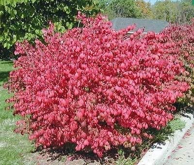 10 Dwarf Burning Bush Hardy Shrub Plants-Euonymus alatus Hardy Shrub Plants
