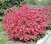 10 Dwarf Burning Bush Hardy Shrub Plants-Euonymus alatus Hardy Shrub Plants