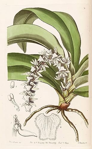 Peinture classique Diaphananthe Pellucida affiche déco 60x90cm