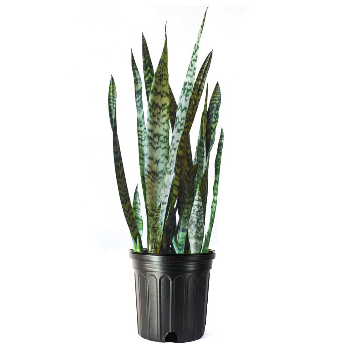 Amazon.com: American Plant Exchange Snake Plant  Large 10-Inch Pot Green  Sansevieria Zeylancia, Low-Maintenance, Air-Purifying Live Houseplant for  Home, Office, or Outdoor Patio Garden Dcor