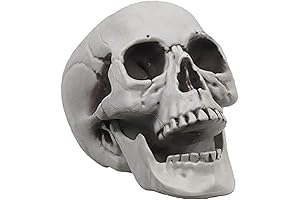 Styrofoam Skull Heads: Life Size Human Skull Model for Decoration and Education