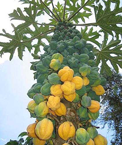 RubyShop724 Babaco Papaya - Mountain Papaya- Vasconcellea cundinamarcensis