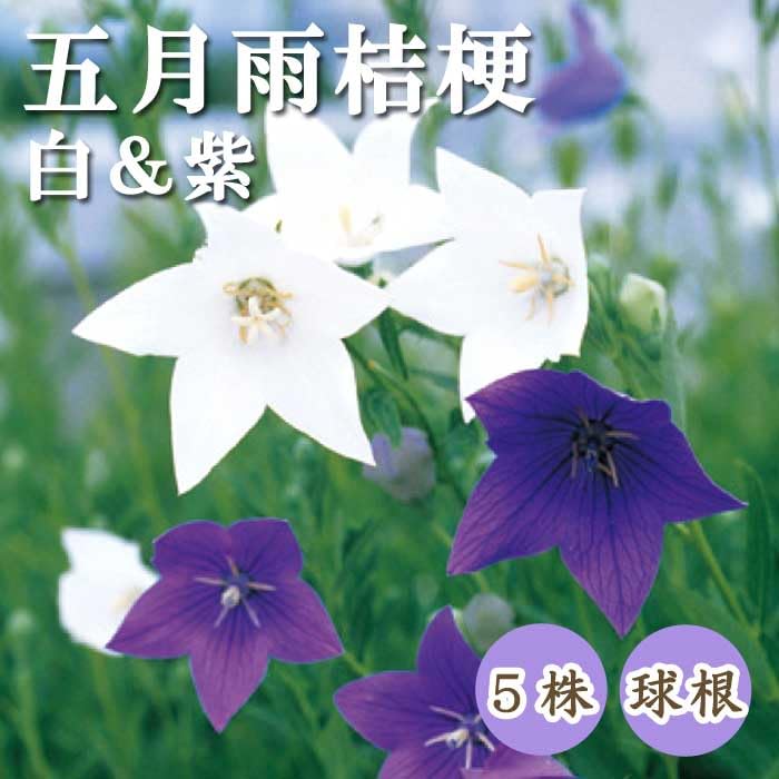 桔梗様 imgrc0098025922.jpg