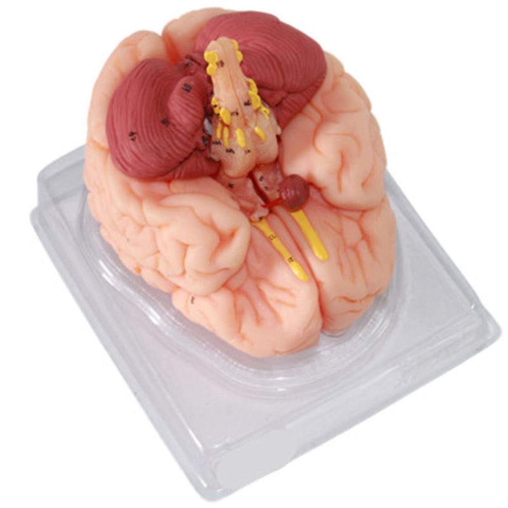 Model edukacyjny Model ludzkiego mózgu Model anatomiczny funkcji mózgu do materiałów edukacyjnych Narzędzie dydaktyczne