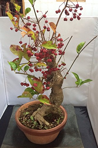 Amazon.co.jp: 赤マユミ盆栽 : DIY・工具・ガーデン