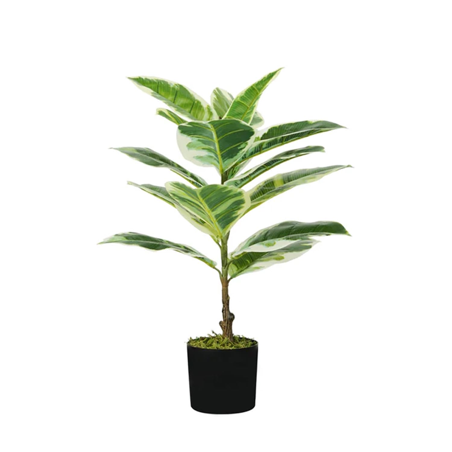 Wintem Ficus Elastic Polyethylene Plant, Green, 65 cm