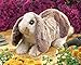 Folkmanis Baby Lop Rabbit Hand Puppet