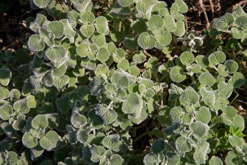 Earthcare Seeds White Horehound 100 Seeds (Marrubium vulgare) Non GMO - Heirloom - Perennial - Open Pollinated - Image 3