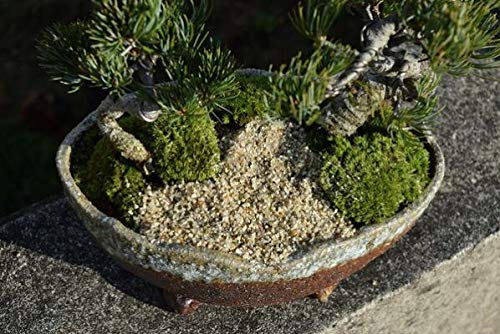 Amazon.co.jp: 【祝松盆栽】寄せ植え五葉松盆栽 : DIY・工具・ガーデン