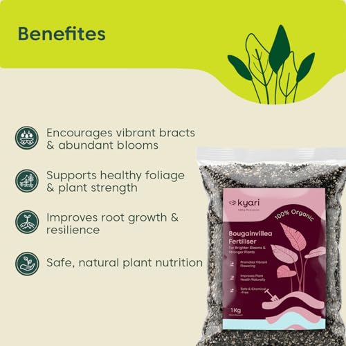 Image of Kyari Bougainvillea Fertilizer 1kg | Plant Food for More Flowers, Bright Colour Blooms & Healthy Vine Growth | Promotes Faster Flowering for Home Garden Plants