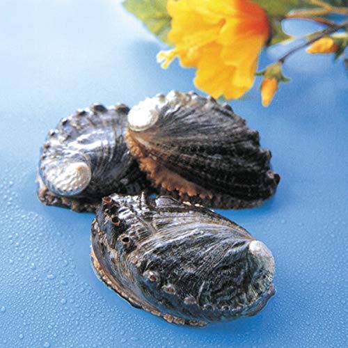 Kona Abalone Fresh Ezo Abalone bite size 14/24pc (0.5lb)