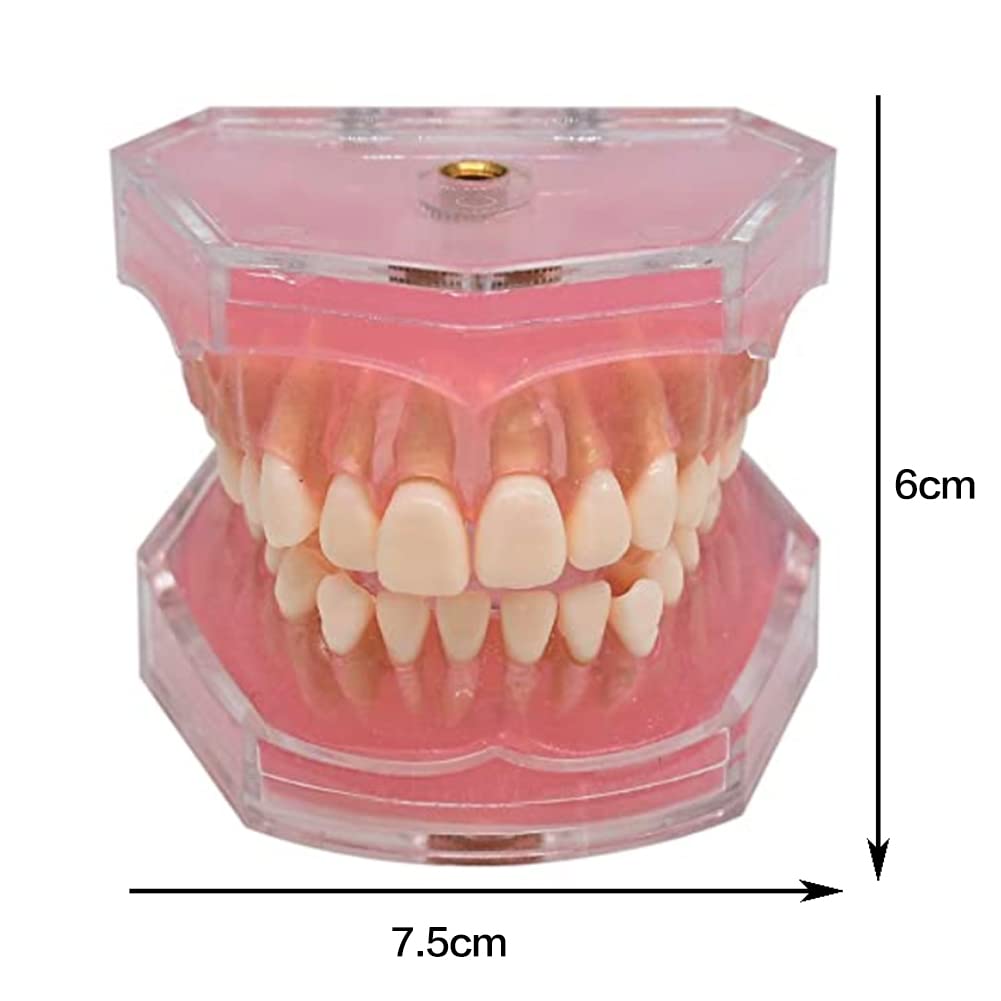 All Removable Teeth Model Dental Demonstration Teeth Model Silica Gel Material Soft and Bendable Tooth Model