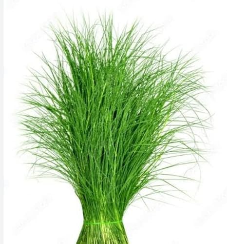 Rootnrise Farm Arugampul Live Plant, Durva Grass, Doob Grass Live Plant - 20 Nos