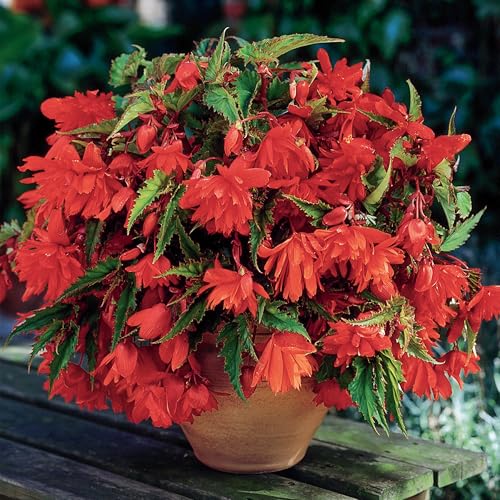 Begonia Orange Cascade - Tuberous Perennial - Summer Flowering Garden Bulbs - Live Trailing Plants for Hanging Baskets and Pots - UK Gardens (12 Bulbs)