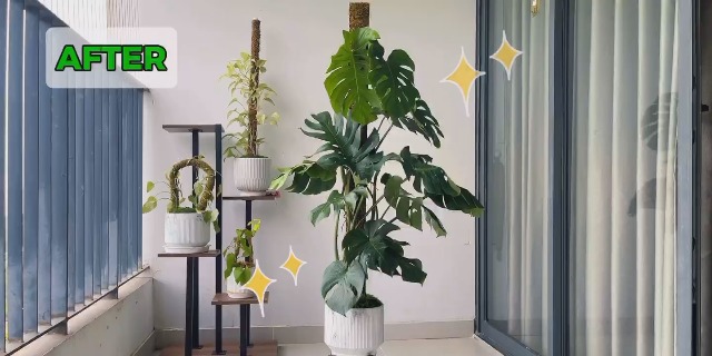 Moss boards Q57 22-23　MOSS STICK Amazon.com : DUSPRO Flat Mesh Moss Poles for Climbing Plants