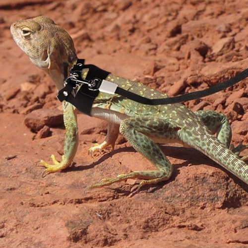 Image of Gosknor Bearded Dragon Harness and Leash Set, 3 Sizes Super Leather Harnesses with Retractable Leash for Reptile Walking (Black)