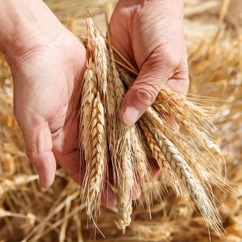 Semillas de trigo orgánicas, semillas de Semilla de trigo, Triticum aestivum, variedades antiguas de jardín de rocas resistentes 50pcs