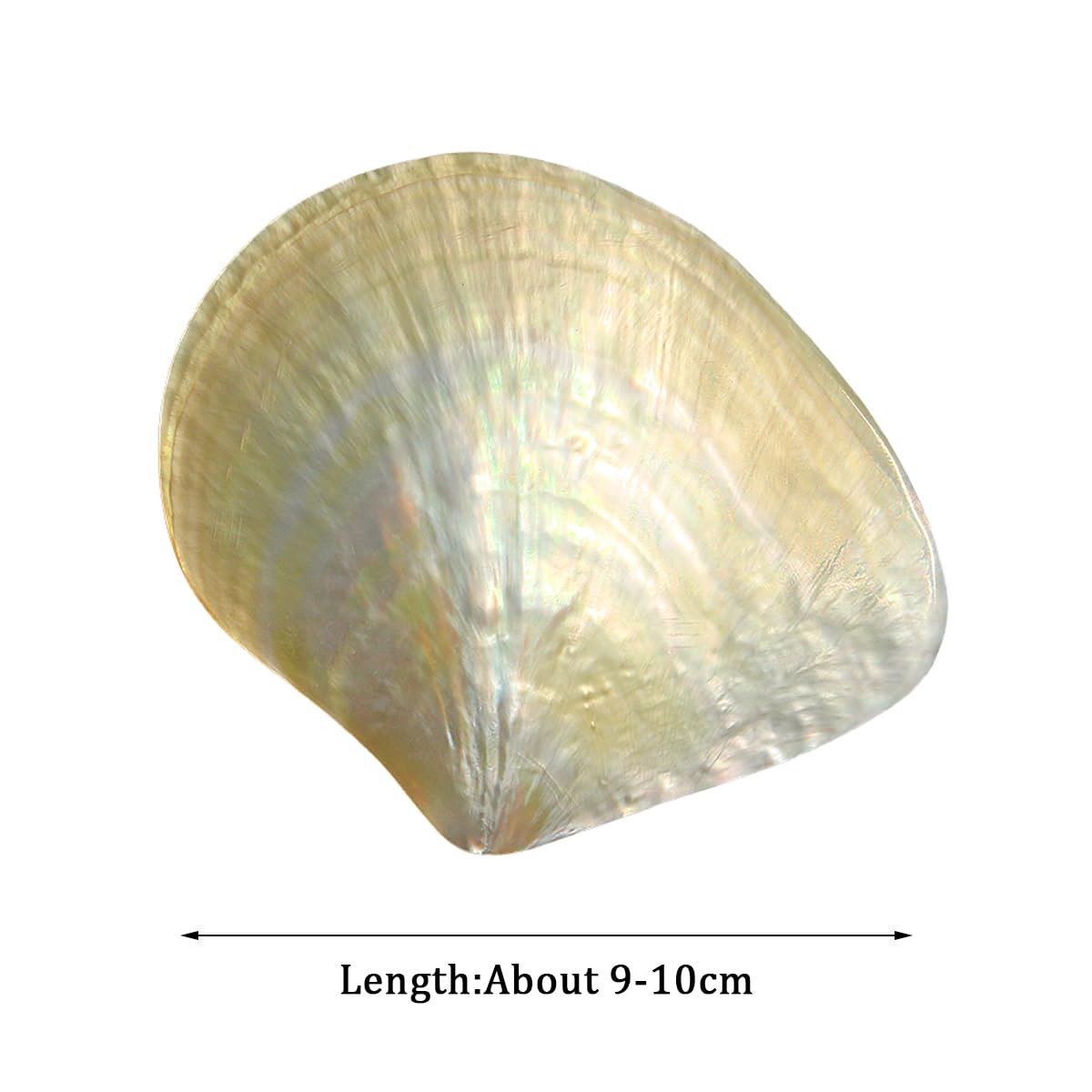 Coquillage, Coquille de mer Rare et réelle, 1 pièce, 9-10Cm, conque, décoration(10cm)