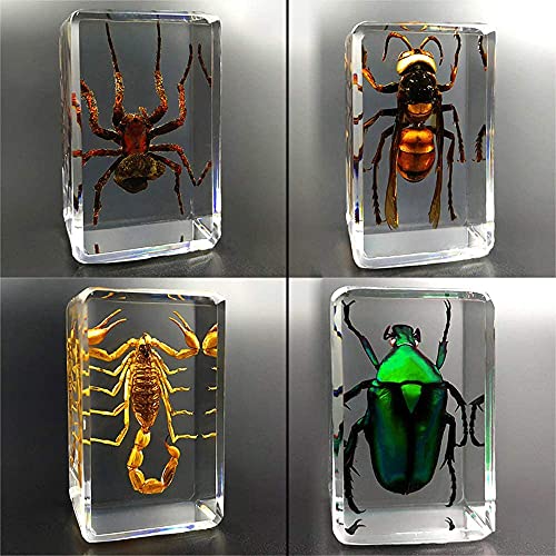 Spécimen de taxidermie en résine d'insecte pour cabinet de curiosités et bureau