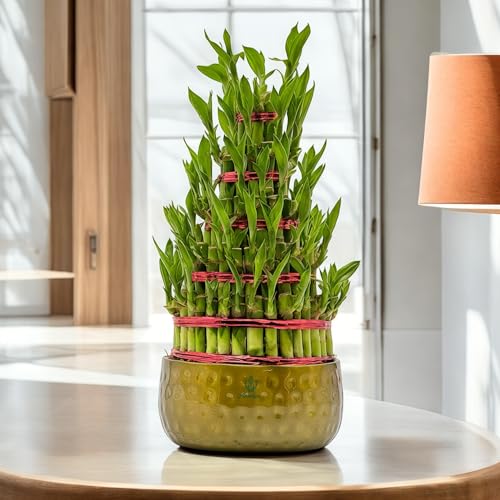 Image of Amulya Farms 5 Layer Lucky Bamboo Plant with Premium Golden Metal Planter | Feng Shui Plants | Good Luck Plant | Vastu Plants for Home Indoor | Live Plants for Living Room, Office, Desk, decoration |